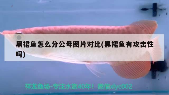 黑裙魚怎么分公母圖片對比(黑裙魚有攻擊性嗎) 觀賞魚