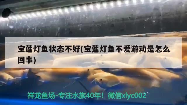 寶蓮燈魚狀態(tài)不好(寶蓮燈魚不愛游動是怎么回事) 觀賞魚