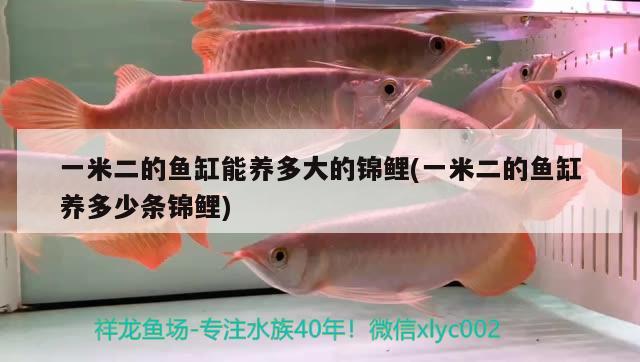 一米二的魚缸能養(yǎng)多大的錦鯉(一米二的魚缸養(yǎng)多少條錦鯉) 白條過背金龍魚