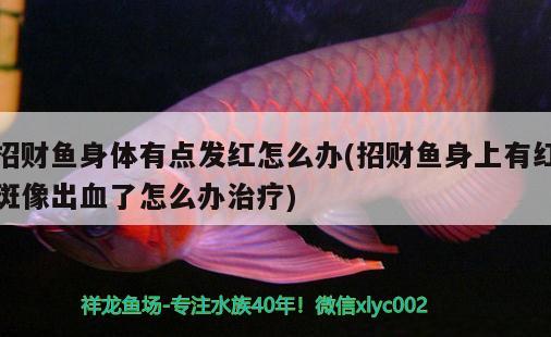 招財(cái)魚(yú)身體有點(diǎn)發(fā)紅怎么辦(招財(cái)魚(yú)身上有紅斑像出血了怎么辦治療)