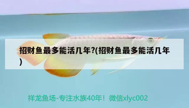 招財魚最多能活幾年?(招財魚最多能活幾年)