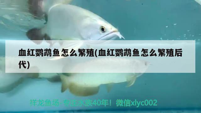 血紅鸚鵡魚(yú)怎么繁殖(血紅鸚鵡魚(yú)怎么繁殖后代) 鸚鵡魚(yú)