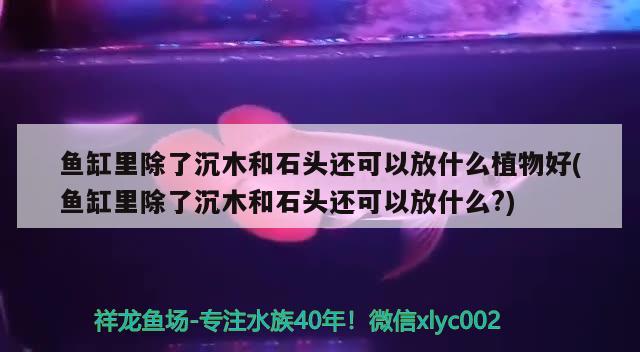 魚缸里除了沉木和石頭還可以放什么植物好(魚缸里除了沉木和石頭還可以放什么?)