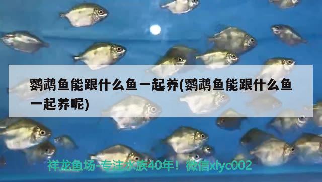 鸚鵡魚能跟什么魚一起養(yǎng)(鸚鵡魚能跟什么魚一起養(yǎng)呢) 鸚鵡魚