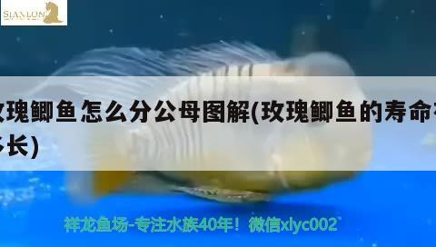 玫瑰鯽魚怎么分公母圖解(玫瑰鯽魚的壽命有多長)