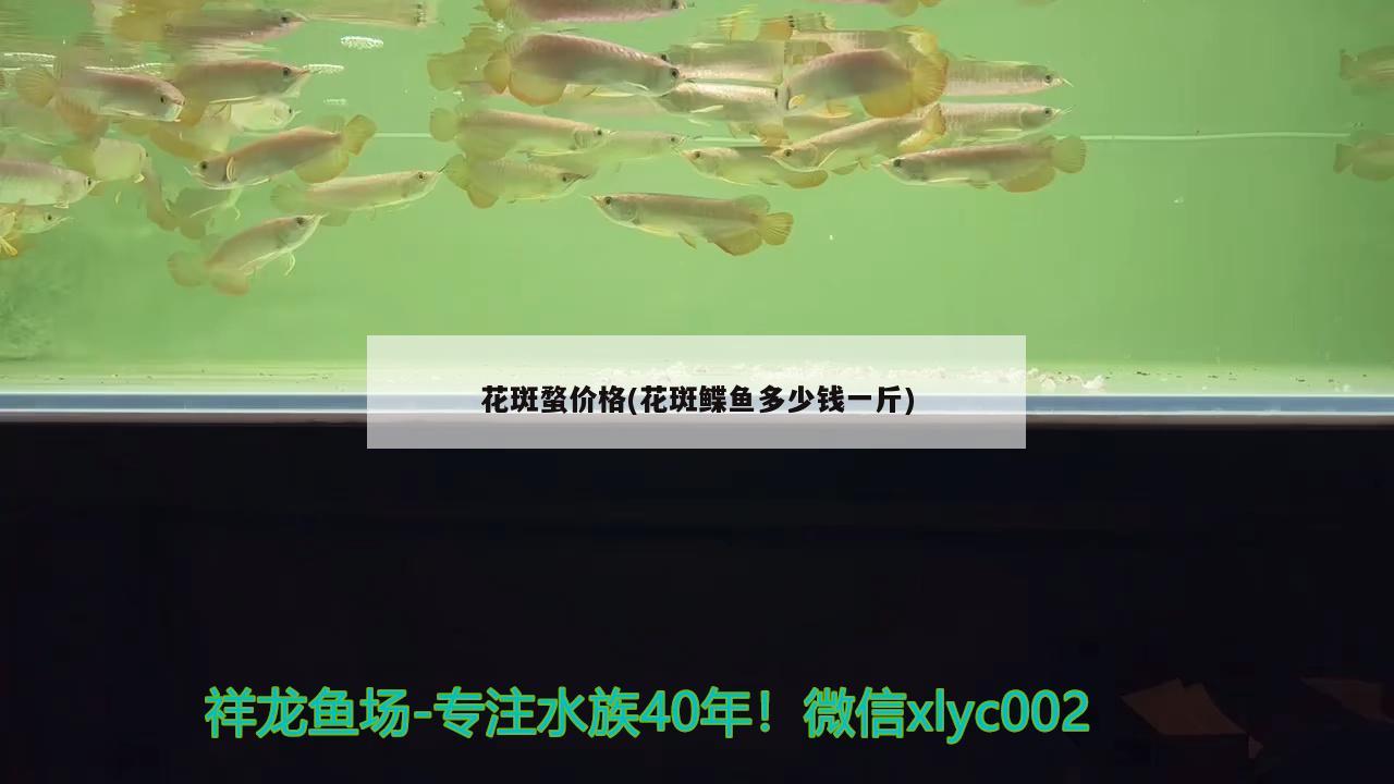 花斑蝥價(jià)格(花斑鰈魚多少錢一斤) 觀賞魚