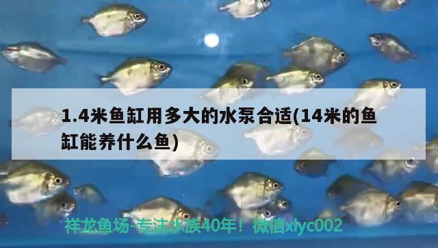 1.4米魚缸用多大的水泵合適(14米的魚缸能養(yǎng)什么魚)