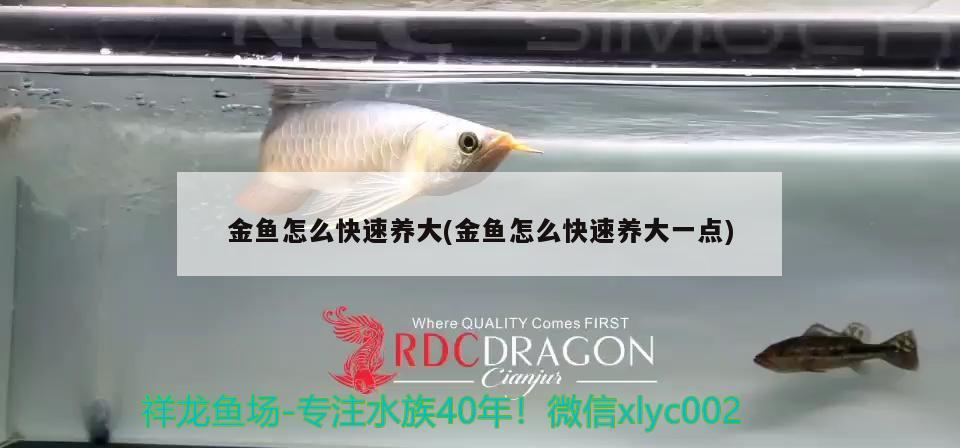 金魚怎么快速養(yǎng)大(金魚怎么快速養(yǎng)大一點(diǎn)) 觀賞魚