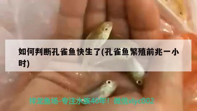 如何判斷孔雀魚快生了(孔雀魚繁殖前兆一小時)