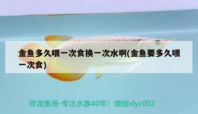 金魚多久喂一次食換一次水啊(金魚要多久喂一次食)