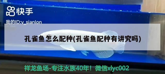 孔雀魚怎么配種(孔雀魚配種有講究嗎)