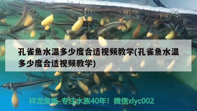 孔雀魚水溫多少度合適視頻教學(xué)(孔雀魚水溫多少度合適視頻教學(xué))