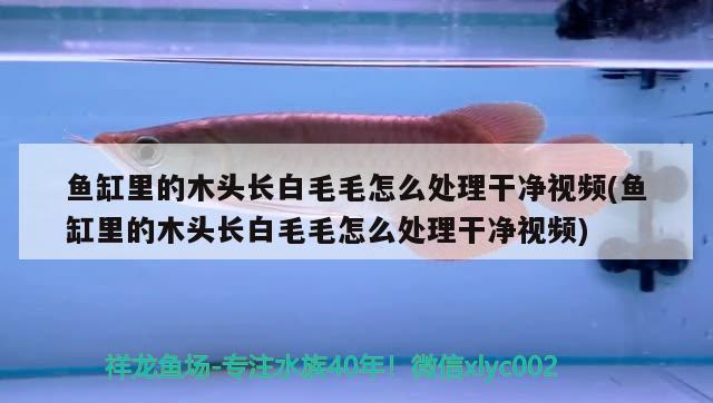 魚(yú)缸里的木頭長(zhǎng)白毛毛怎么處理干凈視頻(魚(yú)缸里的木頭長(zhǎng)白毛毛怎么處理干凈視頻)