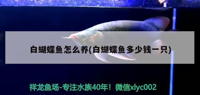 白蝴蝶魚怎么養(yǎng)(白蝴蝶魚多少錢一只)