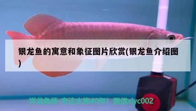 銀龍魚的寓意和象征圖片欣賞(銀龍魚介紹圖) 銀龍魚百科