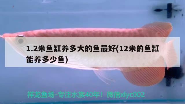 1.2米魚缸養(yǎng)多大的魚最好(12米的魚缸能養(yǎng)多少魚)