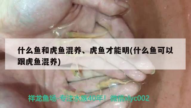 什么魚和虎魚混養(yǎng)、虎魚才能明(什么魚可以跟虎魚混養(yǎng)) 虎魚百科