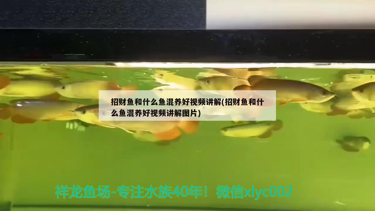 招財魚和什么魚混養(yǎng)好視頻講解(招財魚和什么魚混養(yǎng)好視頻講解圖片)