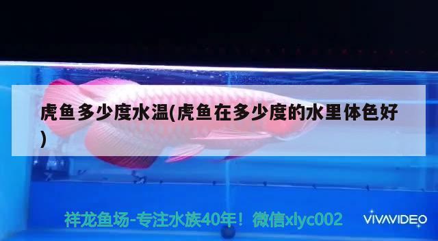 虎魚(yú)多少度水溫(虎魚(yú)在多少度的水里體色好)