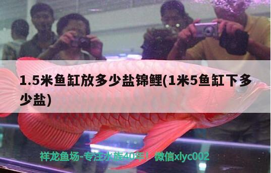 1.5米魚缸放多少鹽錦鯉(1米5魚缸下多少鹽) 熱帶魚魚苗批發(fā)