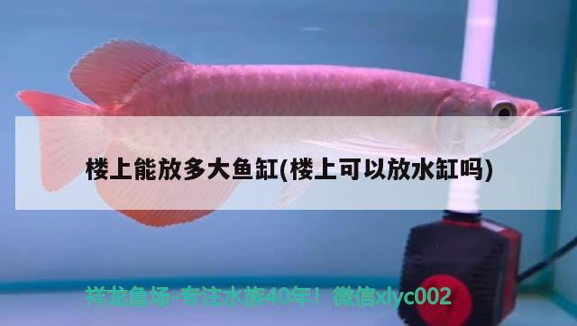 樓上能放多大魚缸(樓上可以放水缸嗎) 黃金招財貓魚