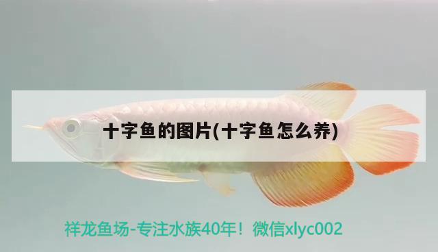 十字魚的圖片(十字魚怎么養(yǎng)) 觀賞魚