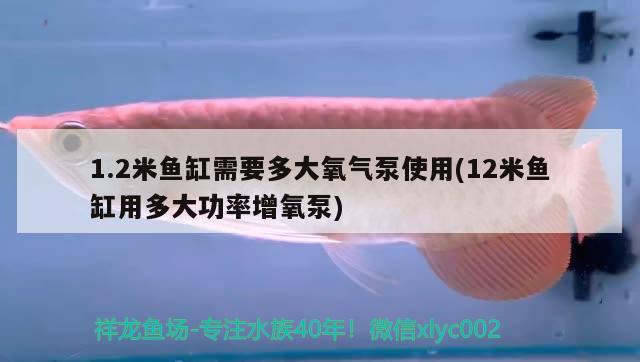 1.2米魚缸需要多大氧氣泵使用(12米魚缸用多大功率增氧泵) 觀賞魚市場(chǎng)