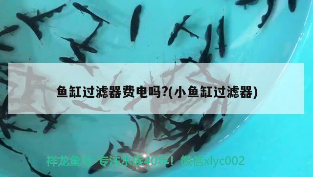 魚(yú)缸過(guò)濾器費(fèi)電嗎?(小魚(yú)缸過(guò)濾器) 白子銀龍苗（黃化銀龍苗）