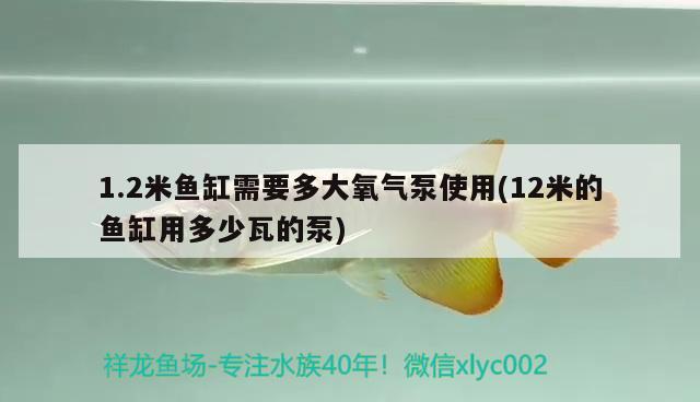 1.2米魚缸需要多大氧氣泵使用(12米的魚缸用多少瓦的泵) 黃金招財貓魚