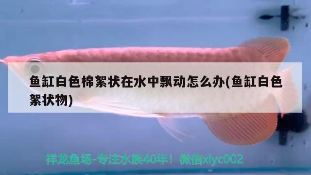 魚缸白色棉絮狀在水中飄動(dòng)怎么辦(魚缸白色絮狀物)