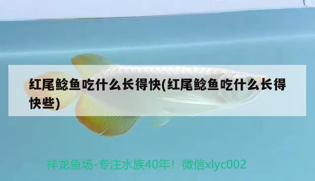 紅尾鯰魚吃什么長得快(紅尾鯰魚吃什么長得快些)