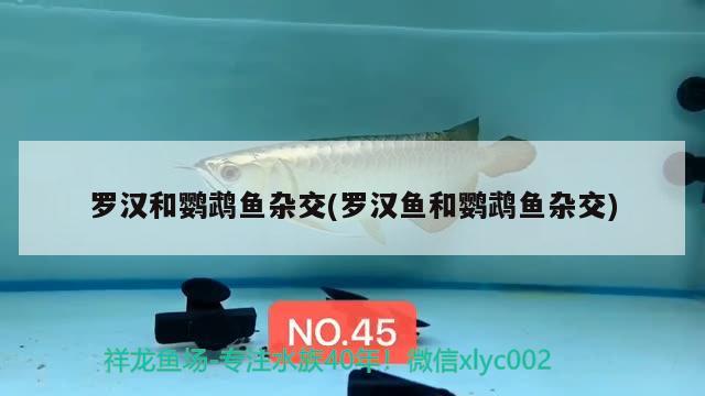 羅漢和鸚鵡魚雜交(羅漢魚和鸚鵡魚雜交)