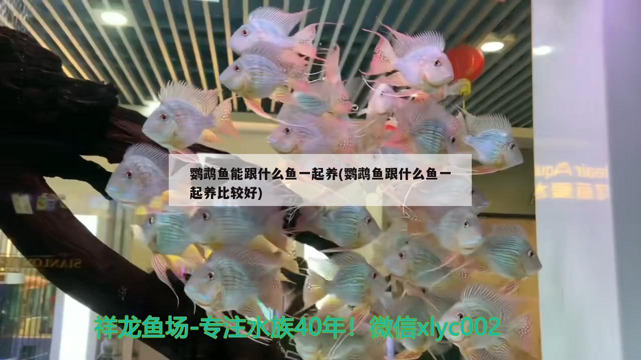 鸚鵡魚能跟什么魚一起養(yǎng)(鸚鵡魚跟什么魚一起養(yǎng)比較好)