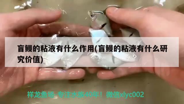 盲鰻的粘液有什么作用(盲鰻的粘液有什么研究?jī)r(jià)值)