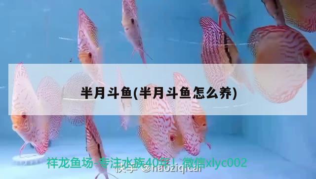 半月斗魚(半月斗魚怎么養(yǎng))