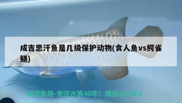 成吉思汗魚是幾級保護動物(食人魚vs鱷雀鱔)