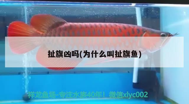 扯旗兇嗎(為什么叫扯旗魚(yú))