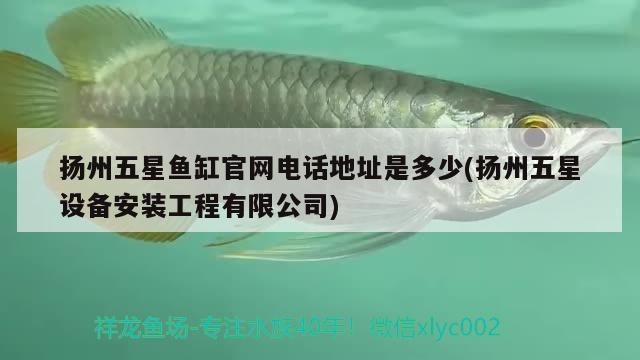 揚(yáng)州五星魚缸官網(wǎng)電話地址是多少(揚(yáng)州五星設(shè)備安裝工程有限公司) 黃金斑馬魚