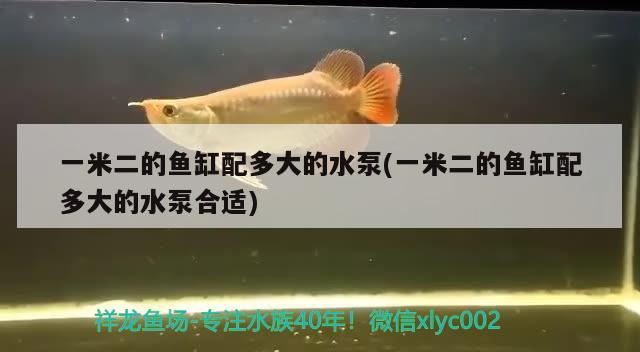 一米二的魚缸配多大的水泵(一米二的魚缸配多大的水泵合適)