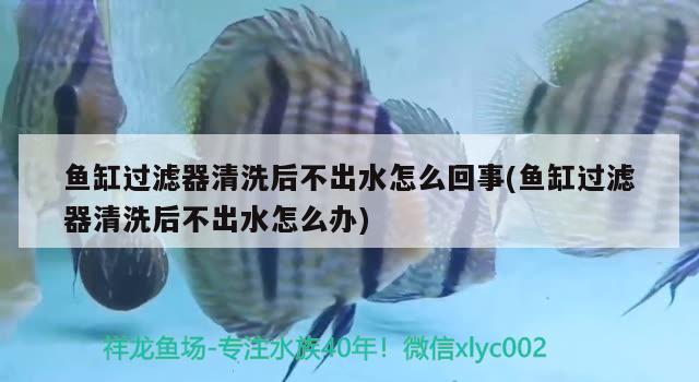 魚缸過濾器清洗后不出水怎么回事(魚缸過濾器清洗后不出水怎么辦)