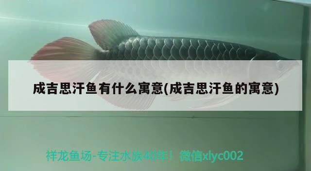 成吉思汗魚(yú)有什么寓意(成吉思汗魚(yú)的寓意) 觀賞魚(yú)