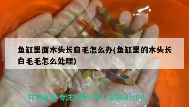 魚缸里面木頭長白毛怎么辦(魚缸里的木頭長白毛毛怎么處理)