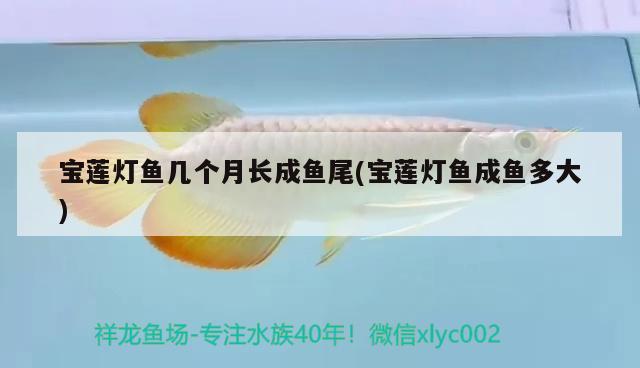 寶蓮燈魚幾個(gè)月長成魚尾(寶蓮燈魚成魚多大)