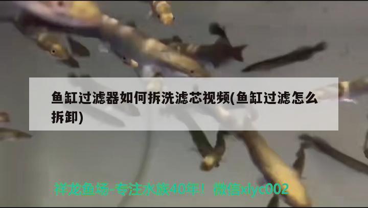 魚缸過濾器如何拆洗濾芯視頻(魚缸過濾怎么拆卸) 和尚魚