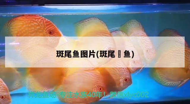 斑尾魚圖片(斑尾鮰魚) 觀賞魚