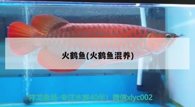 火鶴魚(yú)(火鶴魚(yú)混養(yǎng))