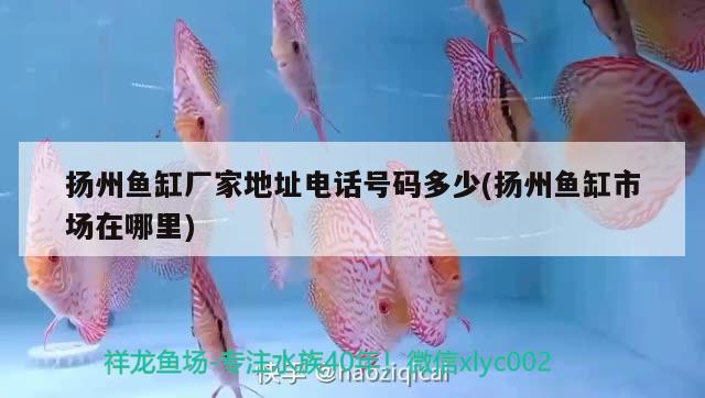 揚(yáng)州魚(yú)缸廠家地址電話號(hào)碼多少(揚(yáng)州魚(yú)缸市場(chǎng)在哪里)