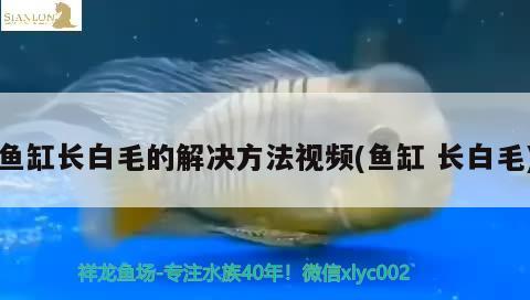 魚(yú)缸長(zhǎng)白毛的解決方法視頻(魚(yú)缸長(zhǎng)白毛) 三間鼠魚(yú)