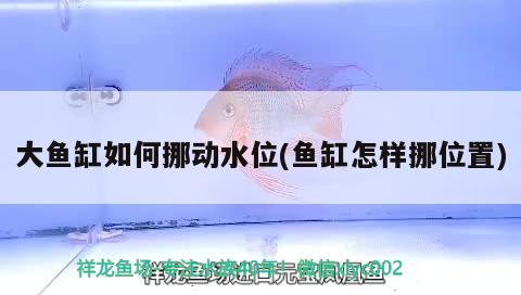 大魚缸如何挪動水位(魚缸怎樣挪位置)