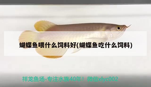 蝴蝶魚喂什么飼料好(蝴蝶魚吃什么飼料) 蝴蝶鯉